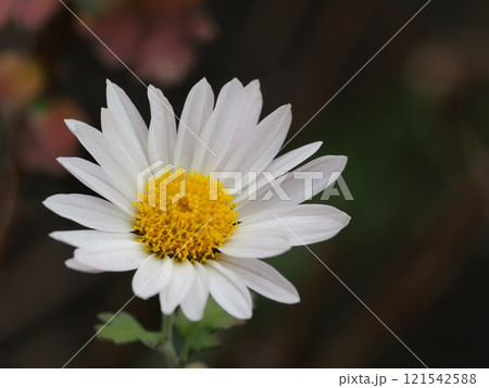 小菊の花 121542588