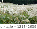 ススキが揺れる秋の風景 121542639