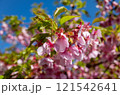 青空に映える河津桜 121542641