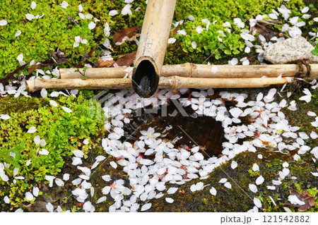 京都　本満寺の散り桜（京都府京都市上京区） 121542882