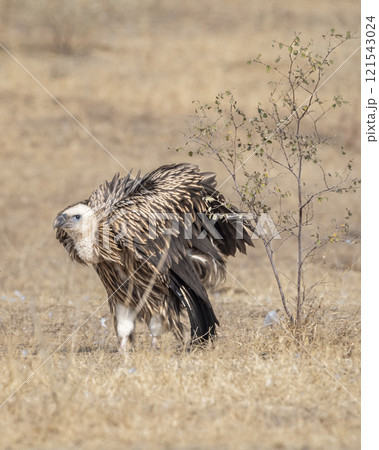 Himalayan vulture or Gyps himalayensis or Himalayan griffon vulture closeup or portrait ready to fly fluffy wingspan in winter season migration at desert national park jaisalmer Rajasthan India asia Himalayan vulture or Gyps himalayensis or Himalayan griffon vulture closeup or portrait ready to fly fluffy wingspan in winter season migration at desert national park jaisalmer Rajasthan India asia 121543024