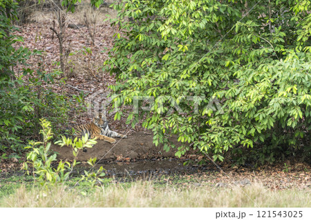 wild bengal male tiger or panthera tigris cub sitting in winter season safari at bandhavgarh national park forest reserve madhya pradesh india asia wild bengal male tiger or panthera tigris cub sitting in winter season safari at bandhavgarh national park forest reserve madhya pradesh india asia 121543025