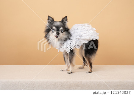 ベージューバックと白い衣装を着たチワワ 121543027