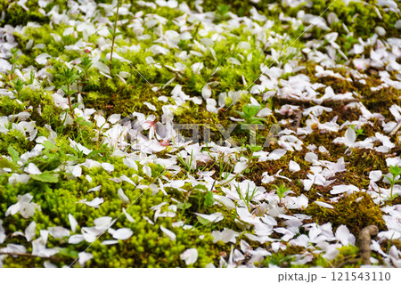 京都　本満寺の散り桜（京都府京都市上京区） 121543110