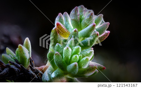 Crassula plant closeup 121543167