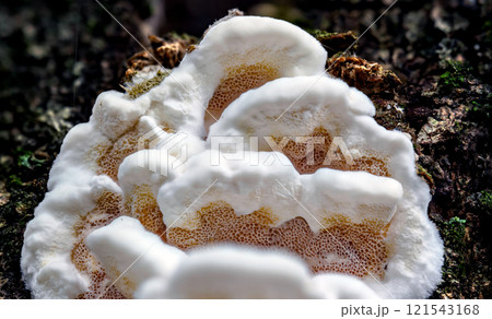 Beautiful closeup of Gloeoporus dichrous Beautiful closeup of Gloeoporus dichrous 121543168