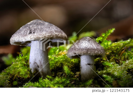 Beautiful closeup of forest mushrooms Cortinarius hemitrichus 121543175