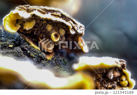 Trametes versicolor the polypore mushroom Trametes versicolor the polypore mushroom 121543189