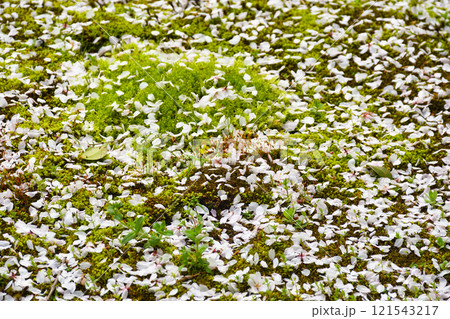 京都 本満寺の散り桜(京都府京都市上京区) 京都 本満寺の散り桜(京都府京都市上京区) 121543217