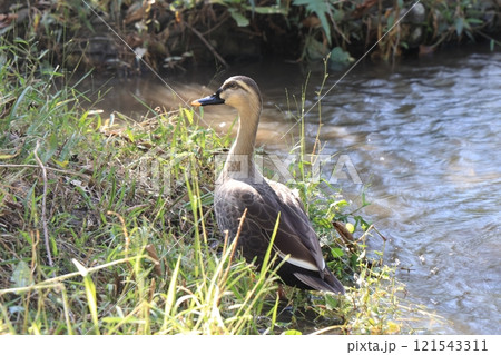 池から上がった一羽のカルガモ 池から上がった一羽のカルガモ 121543311
