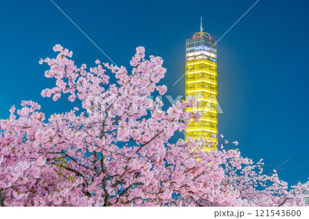 ライトアップされた満開の桜とゴールドタワー 121543600