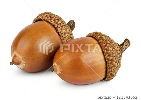 Brown acorn oak nut isolated on white background Brown acorn oak nut isolated on white background 121543652