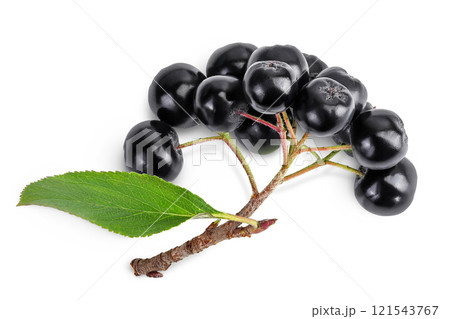 Chokeberry with leaf isolated on white background. Black aronia. Top view. Flat lay 121543767