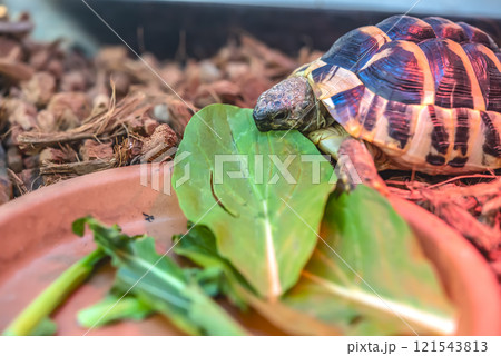 食事をする子供の東ヘルマンリクガメ 食事をする子供の東ヘルマンリクガメ 121543813