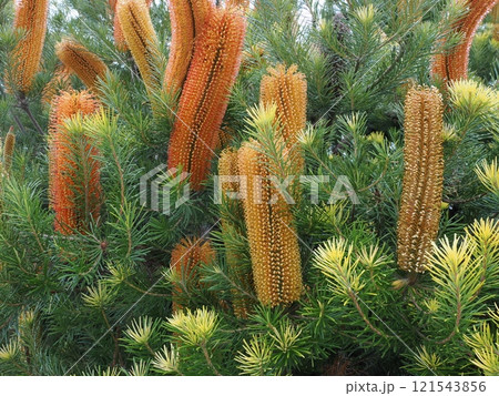 Phillip Islandのバンクシア　Australia　Victoria 121543856