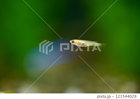 ヒメダカの幼魚 121544029