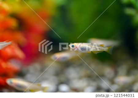 ヒメダカ 121544031