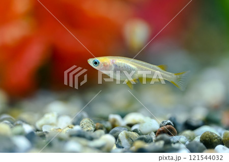 ヒメダカ 121544032