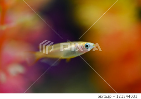 ヒメダカ ヒメダカ 121544033