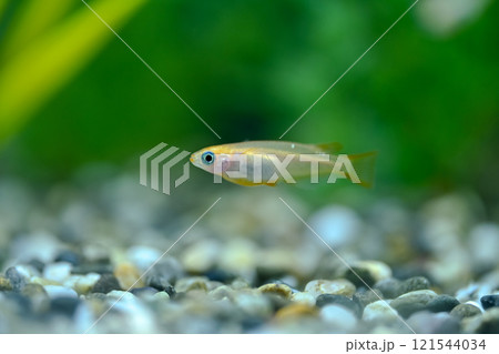 ヒメダカ 121544034