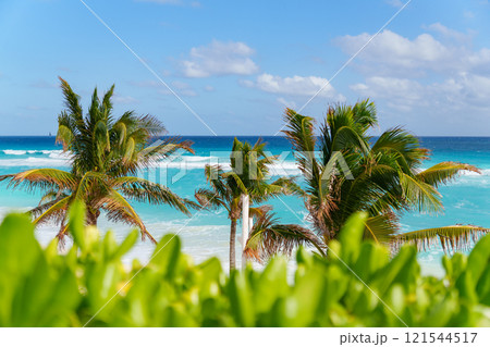 Experience a Tropical Paradise full of Azure Waters, Palm Trees, and Untouched Nature 121544517