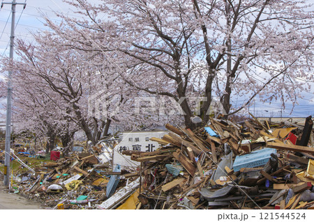 東日本大震災後の仙台蒲生地区で咲いた桜 121544524