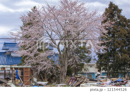 東日本大震災後の仙台蒲生地区で咲いた桜 121544526