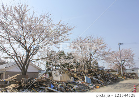 東日本大震災後の仙台蒲生地区で咲いた桜 東日本大震災後の仙台蒲生地区で咲いた桜 121544529