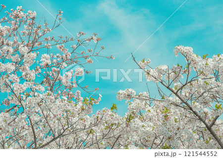 春の青空と満開の桜のコントラストが美しい風景 春の青空と満開の桜のコントラストが美しい風景 121544552
