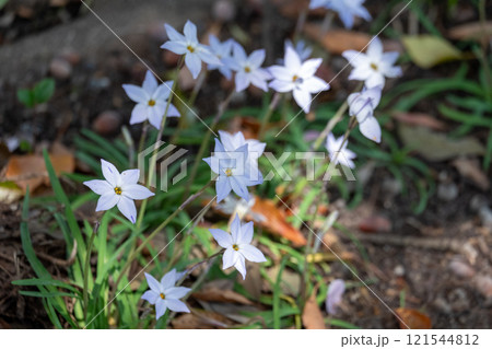 林床に咲く小さな白い星形の花 121544812