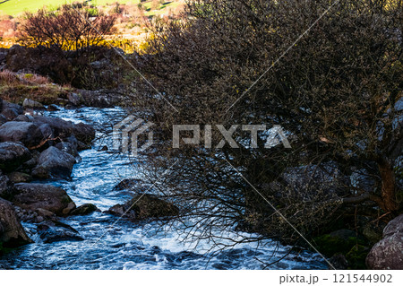 A small, swift stream rushes between grey rocks. A shrub with leafless branches partially obscures the water's flow. Green moss covers many rocks. 121544902