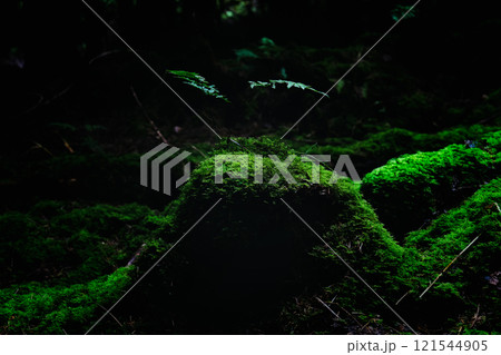 Young fern plant grows atop a clump of moss in a shadowy woodland. The scene is predominantly dark green. 121544905