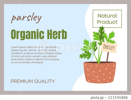 Culinary herb. Herbal leaves. Parsley in flowerpot. Natural product. Greengrocery food label. Organic crop. Vegetarian ingredient. Premium quality spice. Vector marketing banner design 121545806