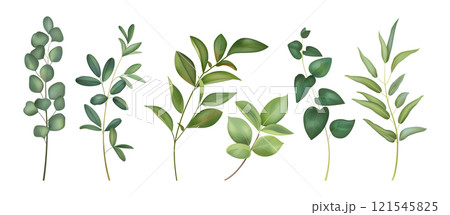 Watercolor leaves. Flower leaf, watercolour green plant branch or tree foliage. Vintage forest painting. Eucalyptus and olive. Decorative botanical landscape vector isolated illustration 121545825