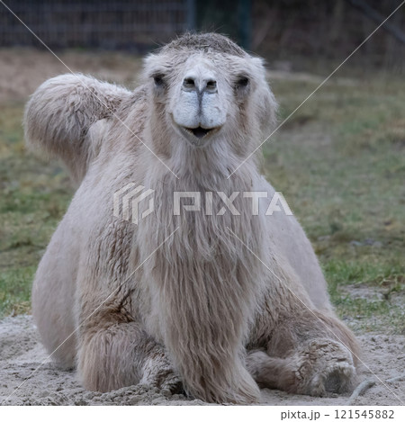 rare white camel in a paddock in clear weather. rare white camel in a paddock in clear weather. 121545882