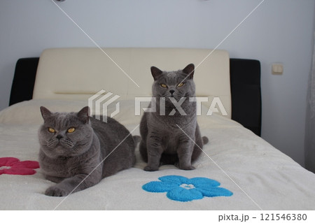 Two British pedigree blue cats lie on a bed in an apartment during the day Two British pedigree blue cats lie on a bed in an apartment during the day 121546380