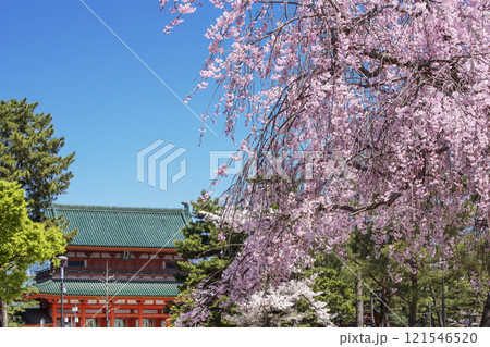 枝垂れ桜と平安神宮の応天門 春の青空に映える満開の桜 京都の桜の名所 京都観光名所 枝垂れ桜と平安神宮の応天門 春の青空に映える満開の桜 京都の桜の名所 京都観光名所 121546520