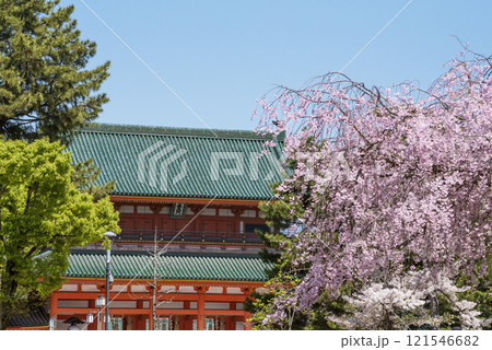 しだれ桜咲く平安神宮 満開の桜と平安神宮の応天門 京都の桜の名所 京都観光名所 しだれ桜咲く平安神宮 満開の桜と平安神宮の応天門 京都の桜の名所 京都観光名所 121546682