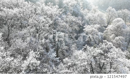 Aerial View of Winter Oaks Forest. 121547497