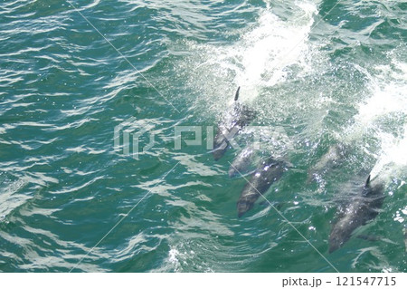 Dolphins in Tierra Del Fuego Patagonia Chile Dolphins in Tierra Del Fuego Patagonia Chile 121547715
