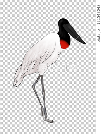 一隻黑頭鸛單腳站立的插圖 121548048