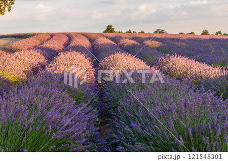 Lavender field in the Provence 121548301