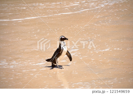 ボルダーズビーチペンギン ボルダーズビーチペンギン 121549659