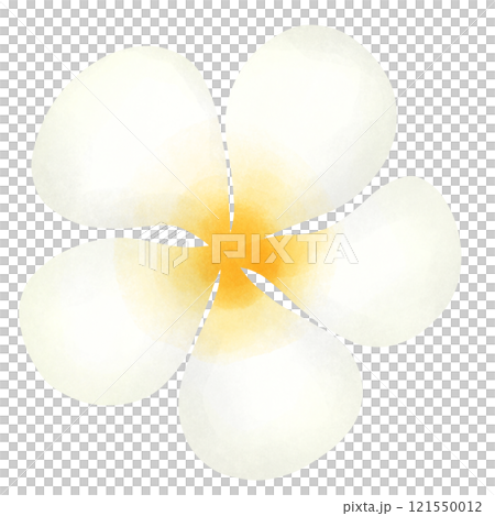 beautiful lotus flower isolated on white 121550012