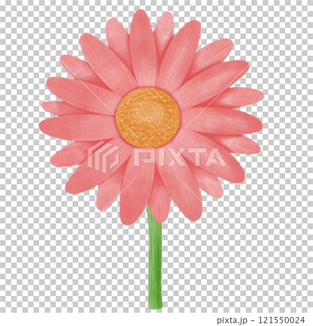 beautiful lotus flower isolated on white 121550024