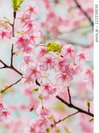 雨上がりの桜 雨上がりの桜 121550038