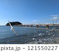 竹島とウミネコ 竹島とウミネコ 121550227
