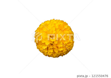 yellow marigold flowers yellow marigold flowers 121550476