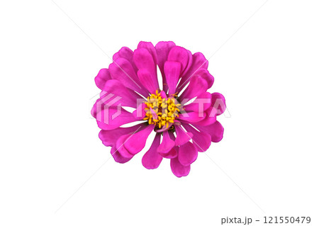 Pink zinnia elegans dahlia flower Pink zinnia elegans dahlia flower 121550479