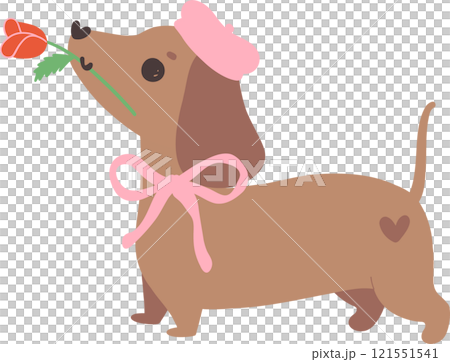 Cute Valentine Dog Dachshund with rose 121551541